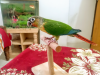 Super flying tame green chek conure